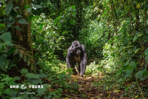 Rwanda Safari